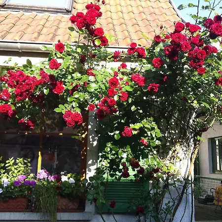Oda ve Kahvaltı Sommer81 *